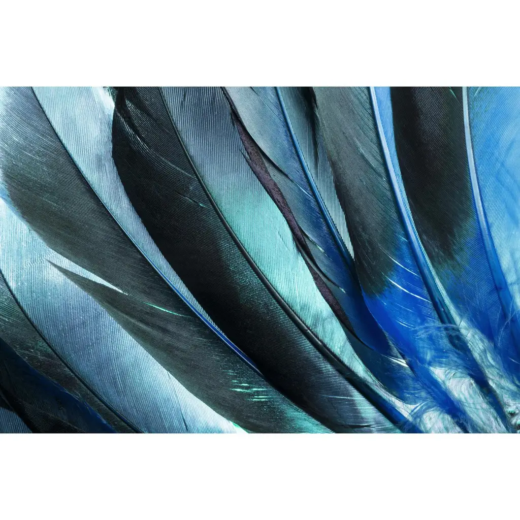 Acoustic Image - Blue Feathers