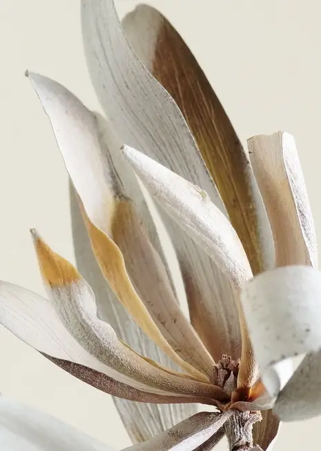 Αφίσα Dry Protea Leaves με ξύλινη κορνίζα και passe-partout σε φυσικό χρώμα